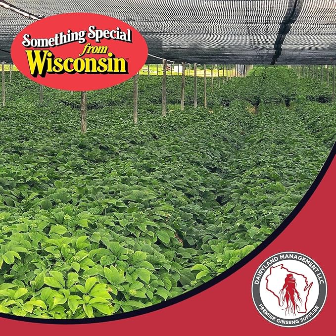 Dairyland American Ginseng Slices - 8 oz Pack Wisconsin Ginseng Slices – Certified Something Special from Wisconsin - Non-GMO, Gluten Free Sliced Root - Herbal Supplement in Soup, Tea, Congee